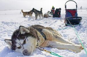 Schweden | Mittelschweden - Husky-Sterntouren im Hochfjäll